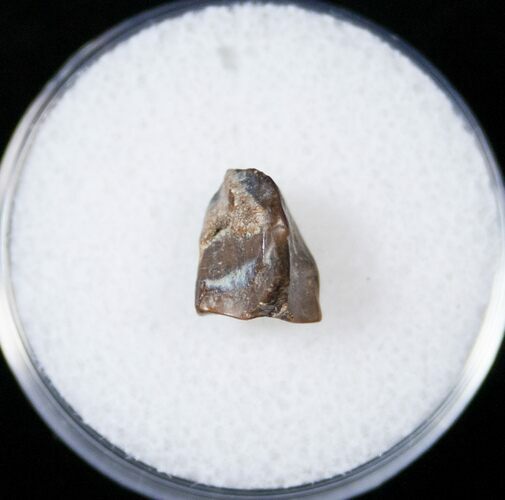 Ceratopsid Dinosaur Tooth - Two Medicine Formation #14824